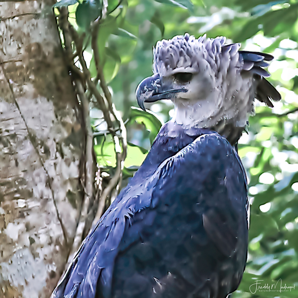 Saving the Harpy Eagle in Colombia - Manakin Nature Tours